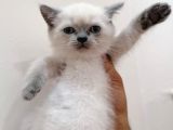 Blue Poi̇ntdi̇şi̇ Bebeği̇m