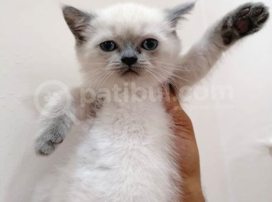 Blue Poi̇ntdi̇şi̇ Bebeği̇m görsel