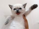 BLUE POİNTDİŞİ BEBEĞİM