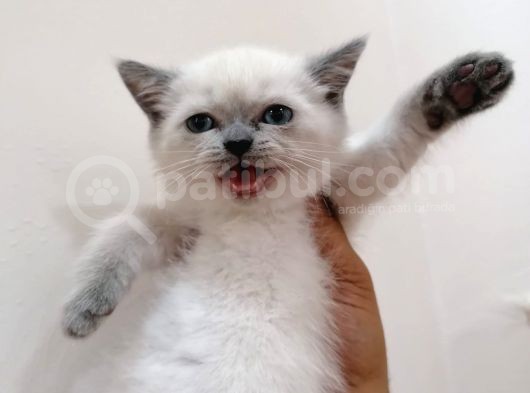 Blue Poi̇ntdi̇şi̇ Bebeği̇m