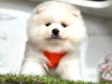 Pofuduk Tüylü Pomerani̇an Boo Bebekleri̇mi̇z