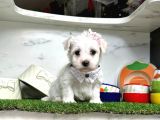 Maltese Teri̇er Yavrulari