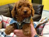 Red Brown Toy Poodle Yavrularimiz
