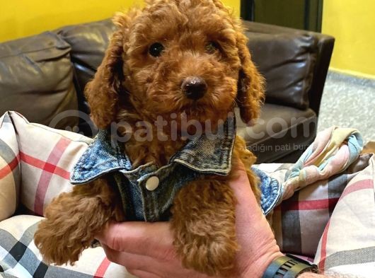 Red Brown Toy Poodle Yavrularimiz görsel