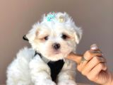 Güzel Yüzlü Maltese Bebekler