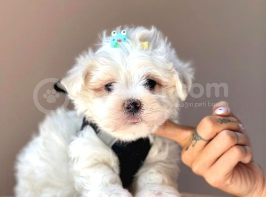 Güzel Yüzlü Maltese Bebekler görsel
