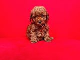 Toy Boy Poodle Bebeklerimiz