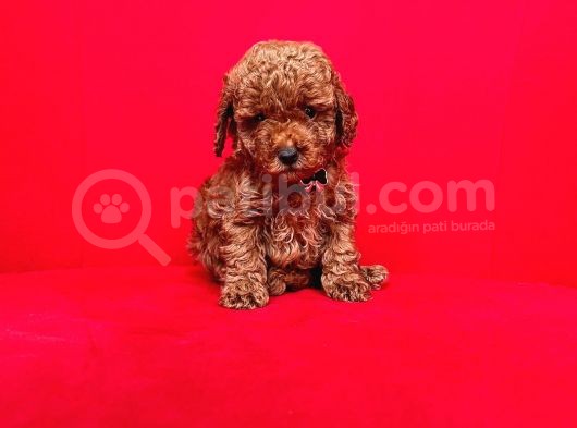 Toy Boy Poodle Bebeklerimiz görsel