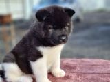 Irkının En Asil Yavruları Amerikan Akita Yavrusu