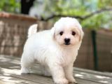 Orji̇nal Maltese Terri̇er