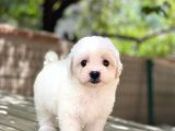 Orji̇nal Maltese Terri̇er