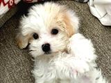 MALTİPO CİNSİ 