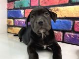 Mermi cane corso bebekler