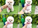 Show Kalite Pomeranian Boo Yavrular