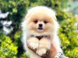 Ayıcık Surat Pomeranian Yavrular