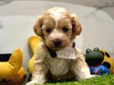 dizayn ırk sevimli maltipoo yavrular