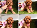 TOY POODLE YAVRULARI