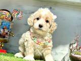 Orjinal Anne Babadan Maltipoo Yavrular