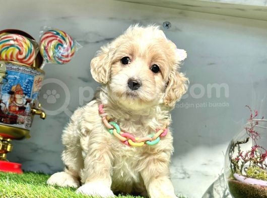 Orjinal Anne Babadan Maltipoo Yavrular görsel