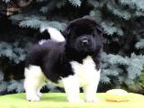 Muhteşem Amerikan Akita Yavrularımız
