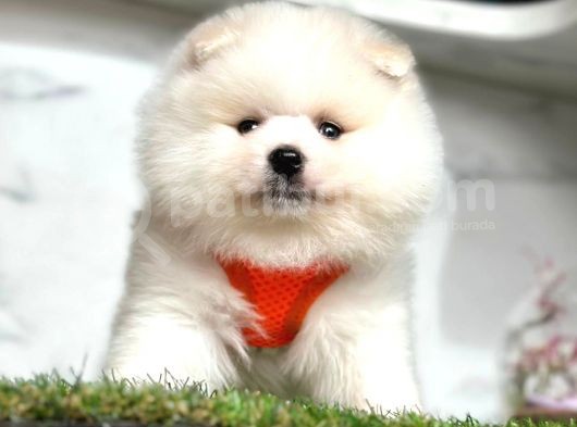 Ayi Surat Pomerani̇an Boo Yavrularimiz