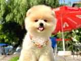 pomeranian ırkının en güzel bebekleri