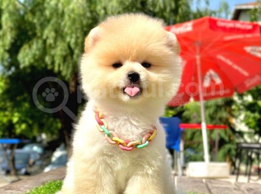 Pomeranian Irkının En Güzel Bebekleri