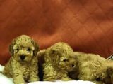 VON ALP GARANTİSİYL TOY POODLE YAVRULARI