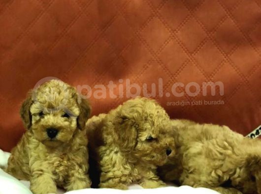 Von Alp Garanti̇si̇yl Toy Poodle Yavrulari