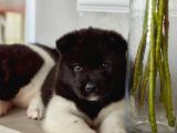 Amerikan akita yavrusu