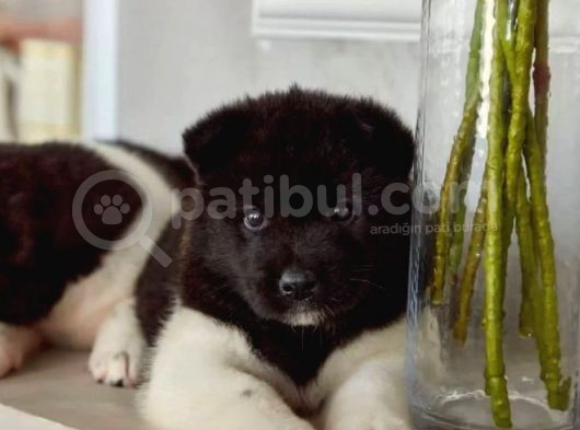Amerikan Akita Yavrusu