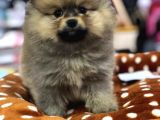 Vonalp Pet Garanti̇si̇yle Pomeri̇an Boo Yavrulari
