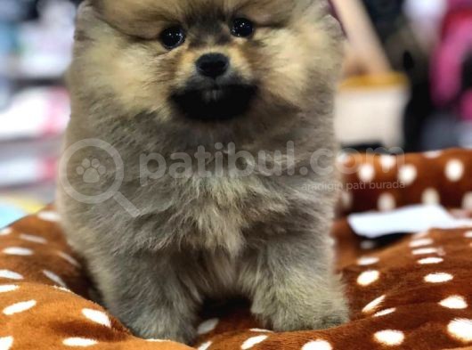 Vonalp Pet Garanti̇si̇yle Pomeri̇an Boo Yavrulari görsel