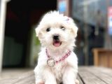 Safkan Maltese Terri̇er