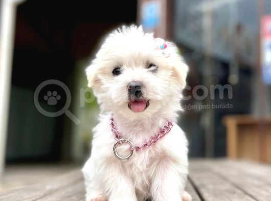 Safkan Maltese Terri̇er görsel