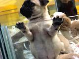 Sevi̇mli̇ Pug Yavrulari Von Alp Garanti̇si̇yle