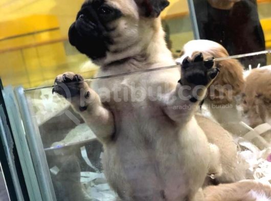 Sevi̇mli̇ Pug Yavrulari Von Alp Garanti̇si̇yle görsel