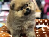 Vonalp Pet Garanti̇si̇yle Pomeri̇an Boo Yavrulari