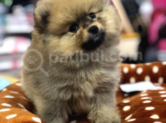 Vonalp Pet Garanti̇si̇yle Pomeri̇an Boo Yavrulari görsel