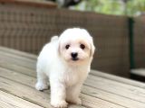 Orji̇nal Maltese Terri̇er