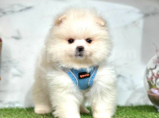 Ayi Surat Pomerani̇an Boo Yavrularimiz görsel