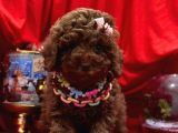 Toy Poodle
