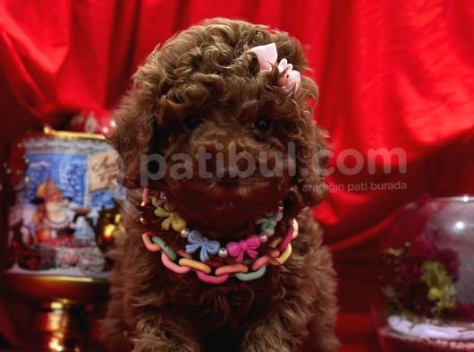 Toy Poodle görsel