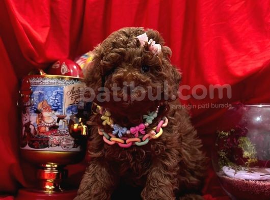 Toy Poodle görsel