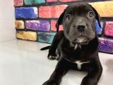 Mermi Cane Corso Bebekler