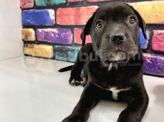 Mermi Cane Corso Bebekler görsel