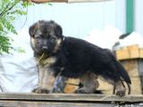 Muhteşem alman çoban köpeği yavruları