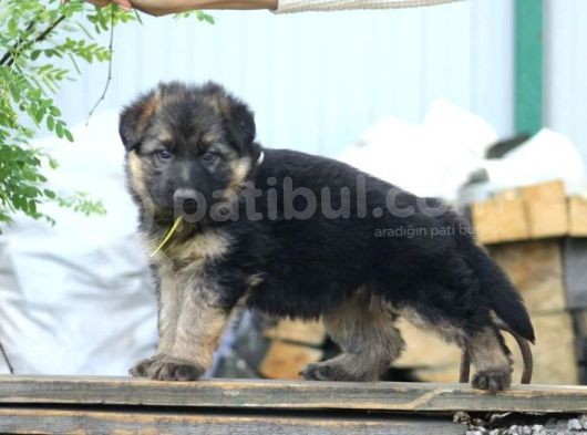Muhteşem Alman Çoban Köpeği Yavruları