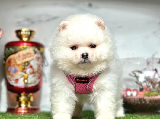 Pofuduk Tüylü Pomerani̇an Boo Bebekleri̇mi̇z görsel