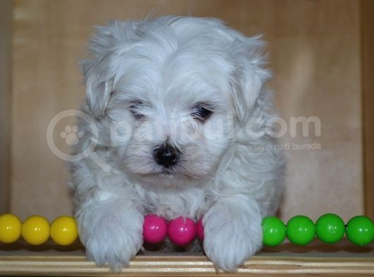 Maltese Terri̇er Bebek Yüz Eği̇ti̇mli̇